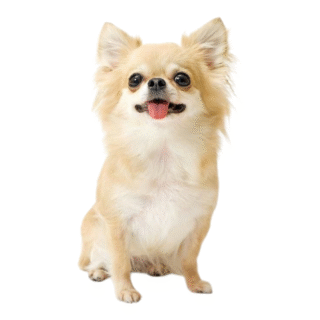 Chihuahua Pelo Largo