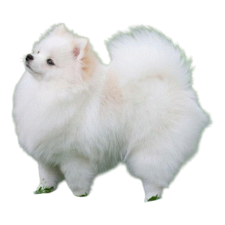 Pomerania