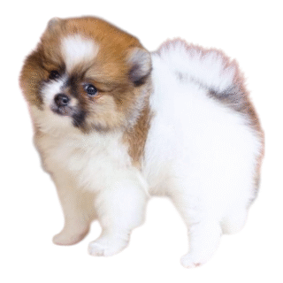 Pomerania