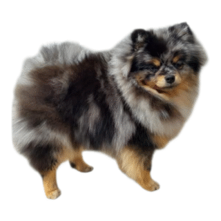 Pomerania Exotico