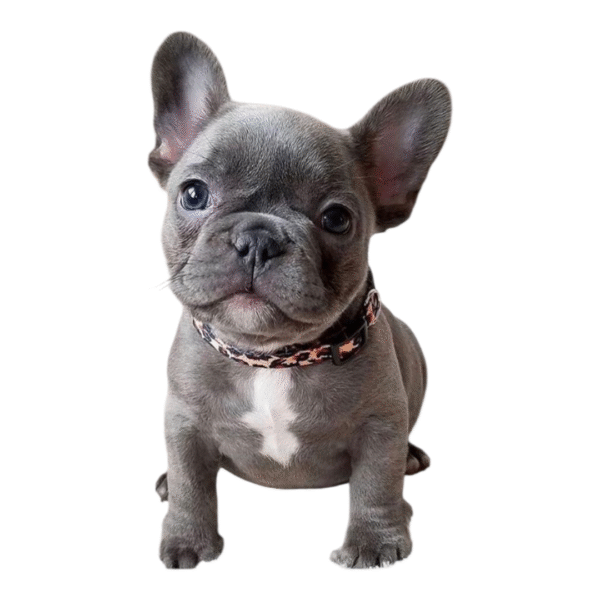 Bulldog Francés