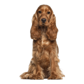 Cocker Spaniel