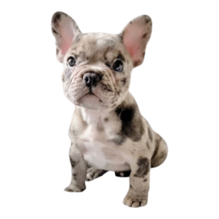 Bulldog Francés