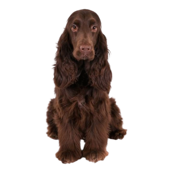 Cocker Spaniel - Image 2