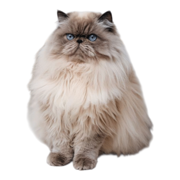 Gato Persa