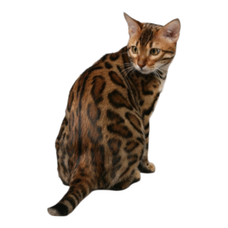 Gato Bengala
