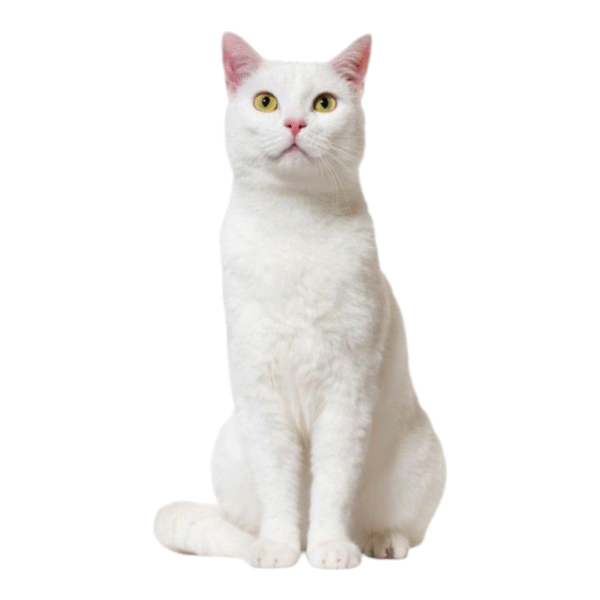 Gato Persa Blanco