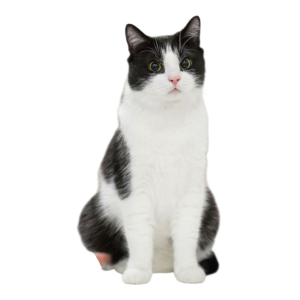Gato Esmoquin