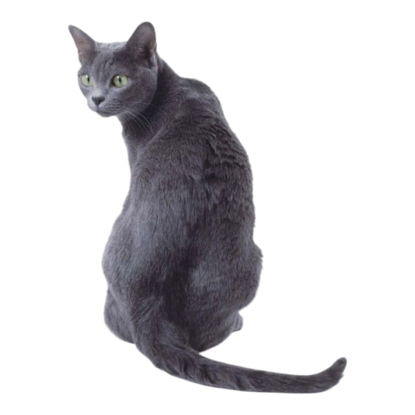 Gato Azul Ruso