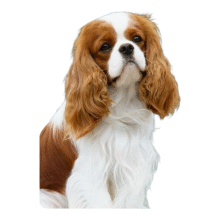 Cavalier King Charles Spaniel