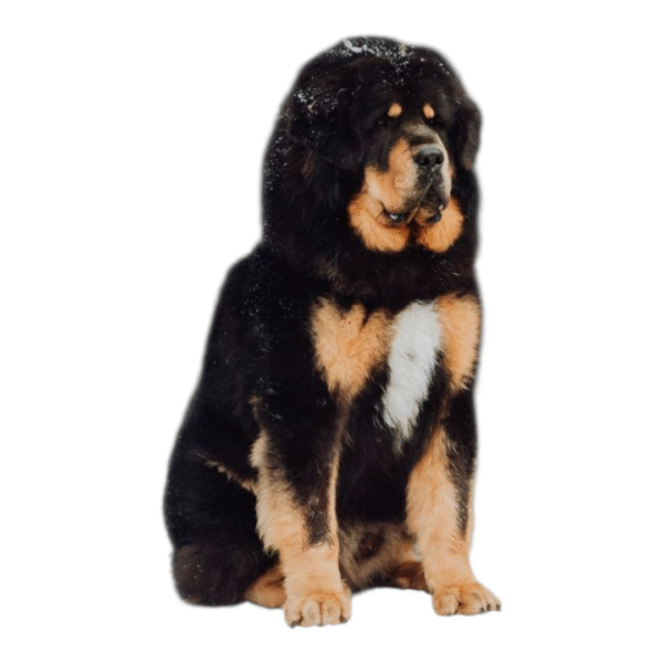 Mastín Tibetano