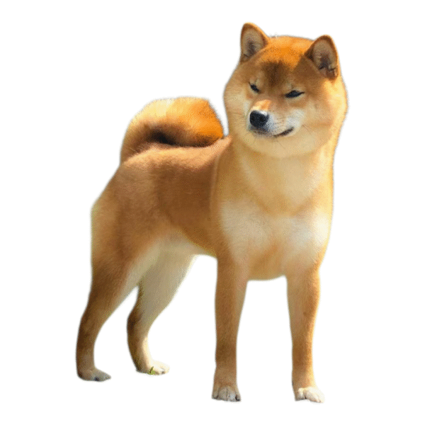 Shiba Inu