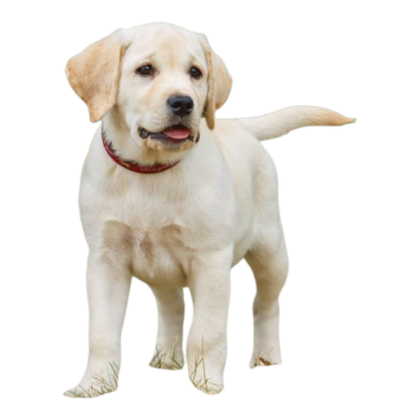 Labrador