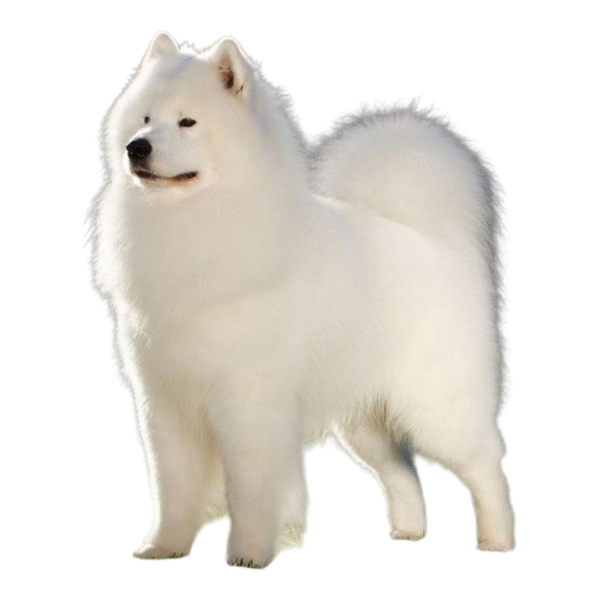 Samoyedo