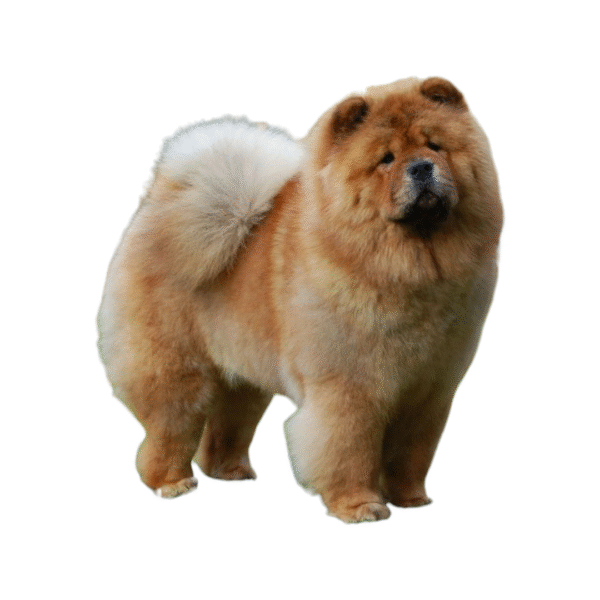Chow Chow