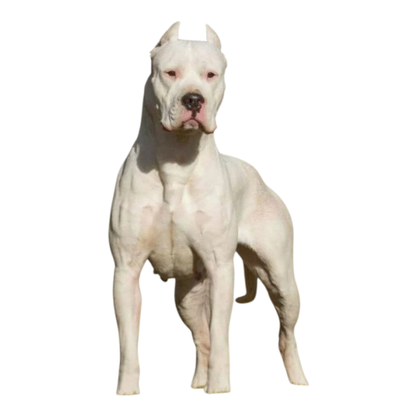 Dogo Argentino