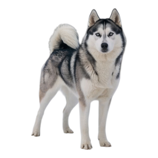 Husky Siberiano