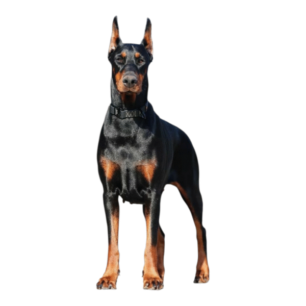 Doberman