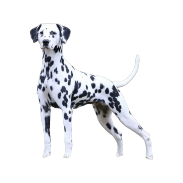 Dalmata