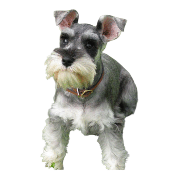 schnauzer
